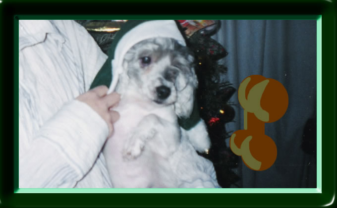 perro.jpg